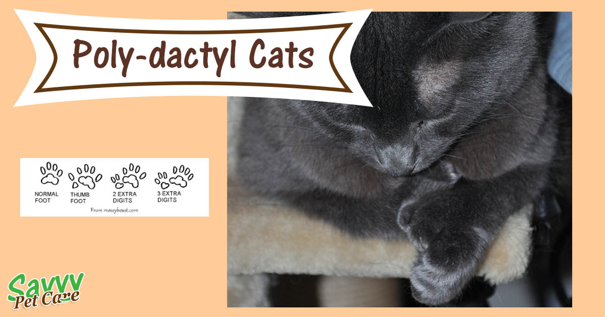 Polydactyl Paws What are Polydactyl Cats? Savvy Pet Care