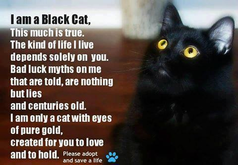 Black Cat Appreciation Day 2013 - Black Cat Awareness - Savvy Pet Care