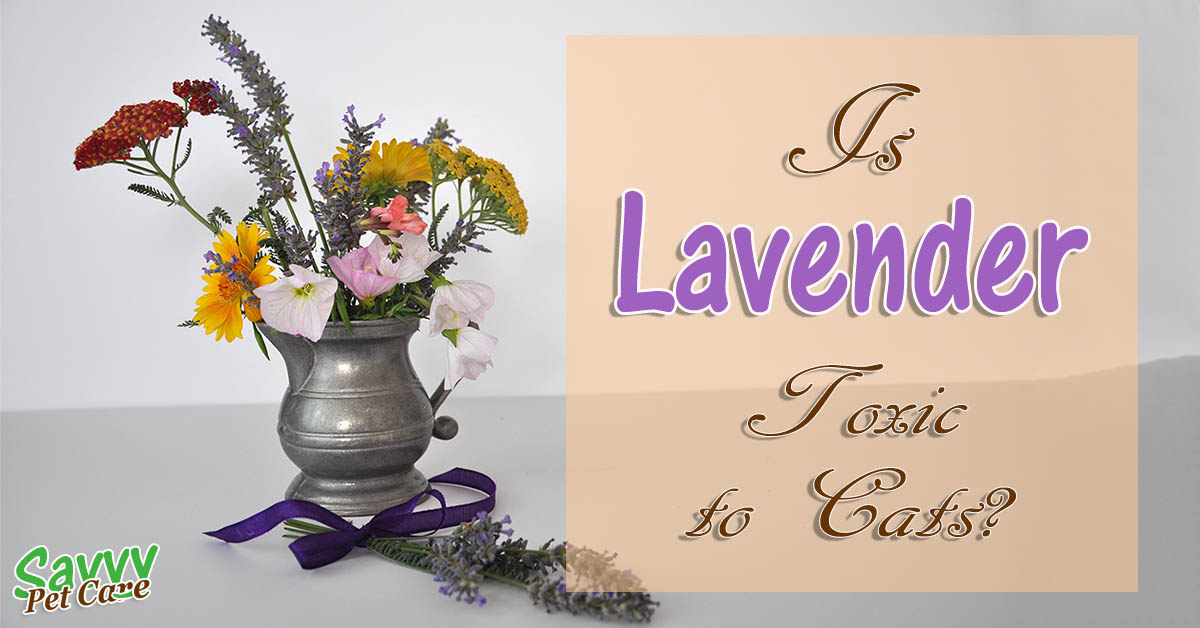 Are lavender plants toxic to cats information