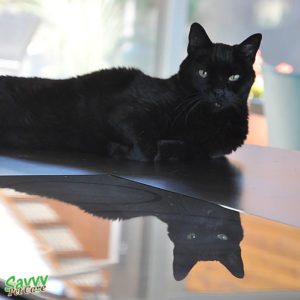 Handsome house panther, George