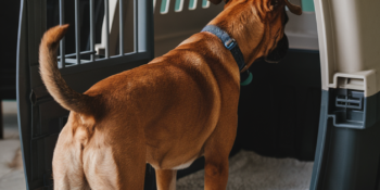 The Benefits of Positive Reinforcement Training for All Pets