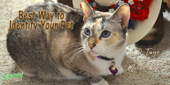 7 DIY Cat Toys for the Holidays: Budget-Friendly Ideas