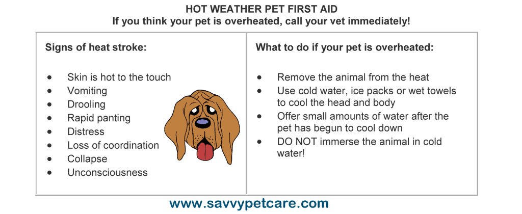 HOT WEATHER PET FIRST AID