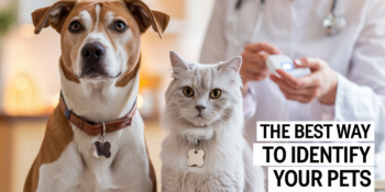 A cat and a dog wearing ID tags with a person in the background holding a microchip reader