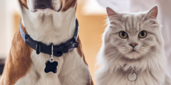 The Benefits of Positive Reinforcement Training for All Pets