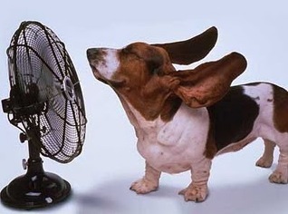 Hot Weather Tips to Keep Your Pet Cool