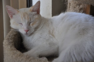 Sleeping cats - flame point Siamese mix