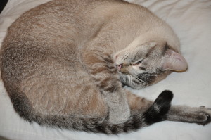 Sleeping cats - lynx point Siamese mix