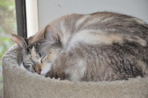 Sleeping cats - dilute tortie, lynx point Siamese mix