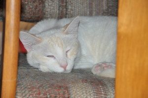 Sleeping cats - flame point Siamese mix