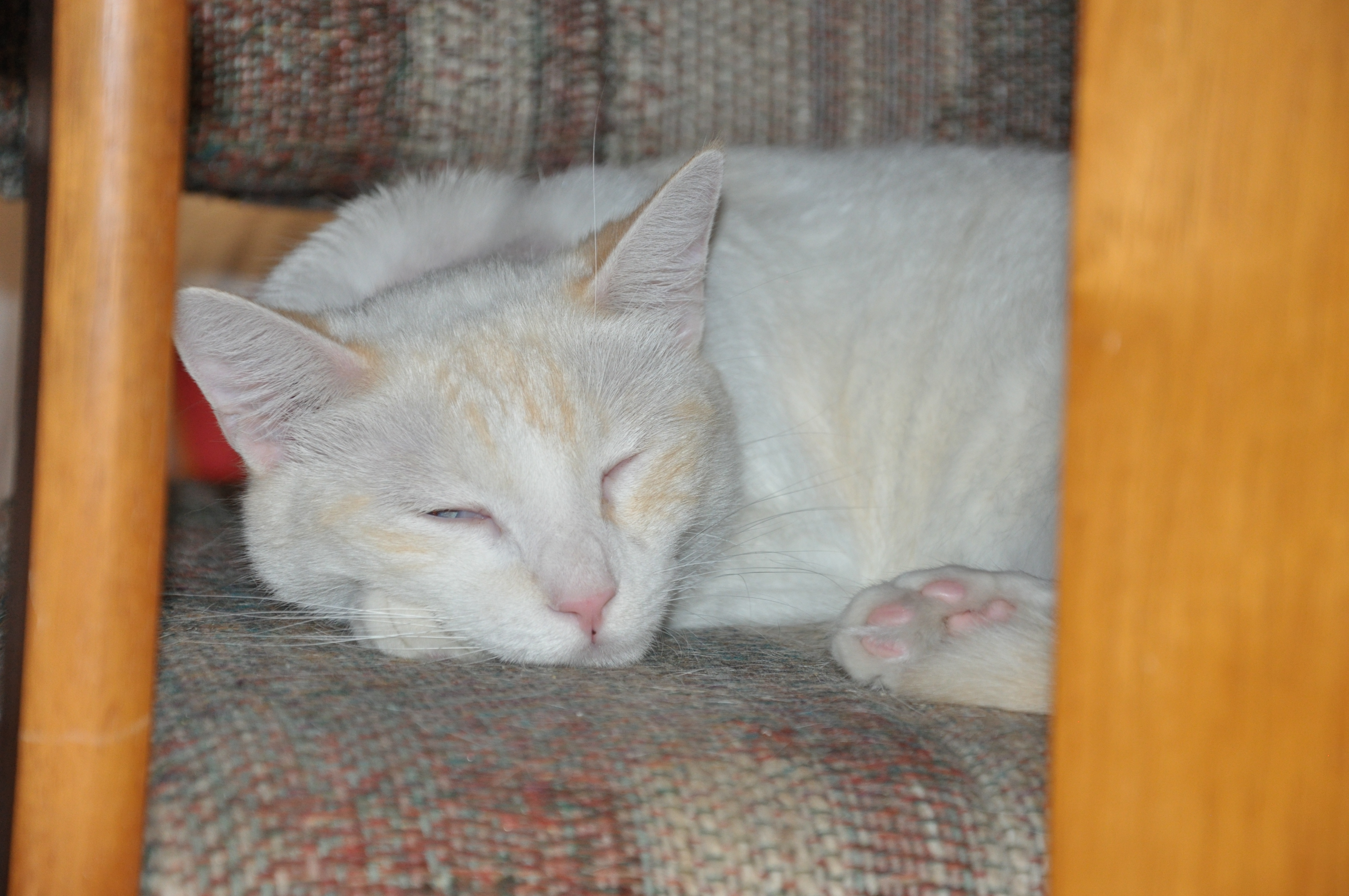 Sleeping cat - flame point Siamese mix