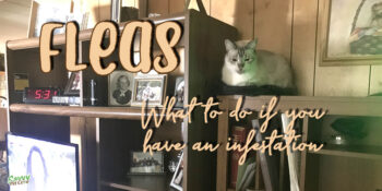 Flea Control--Why are Fleas so Hard to Eradicate?