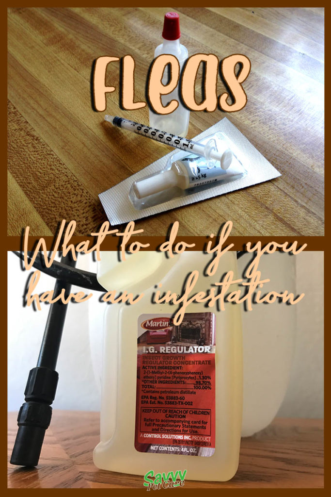 flea medication and insect growth regulator with text overlay: Fleas what to do if you have an infestation