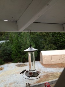 Hummingbirds at the feeder