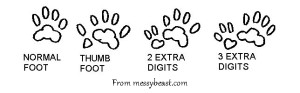 polydactyl graphic copy