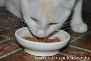 Cat eating raw food