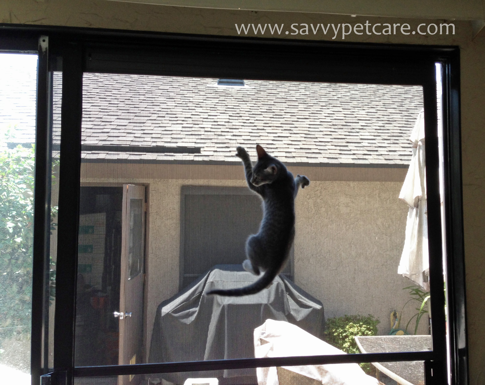 naughty kitten climbing screen