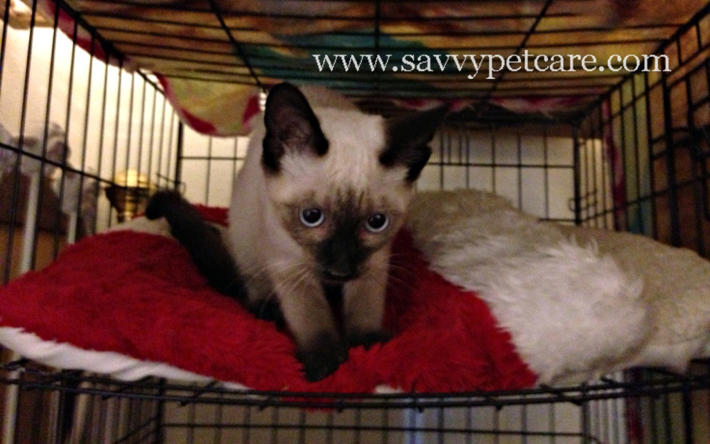 Spencer making biscuits in his new bed