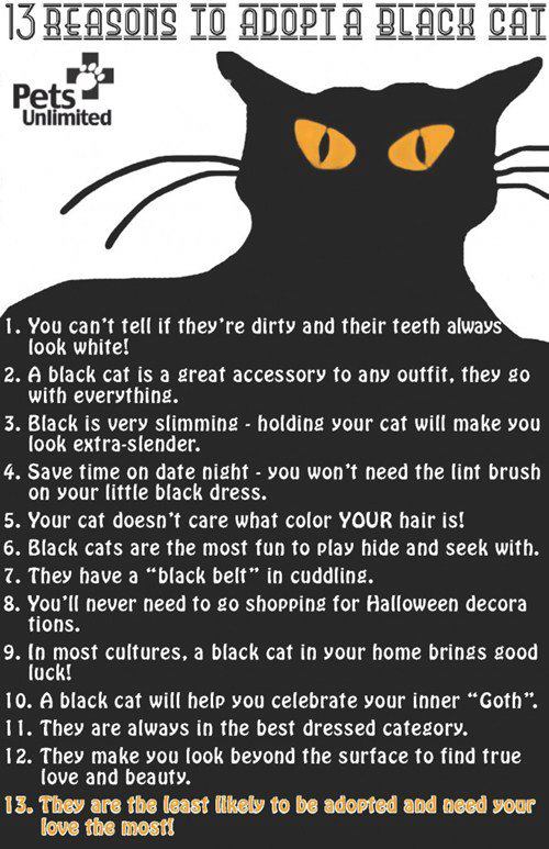 Adopt a black cat
