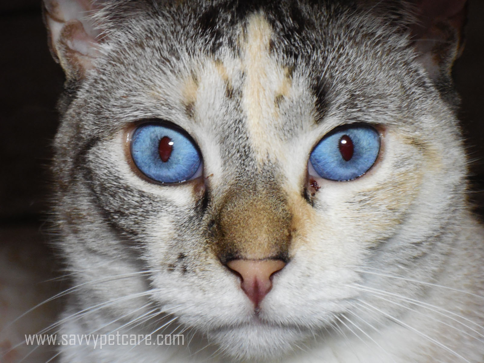 Wordless Wednesday: Amazing Blue Eyes