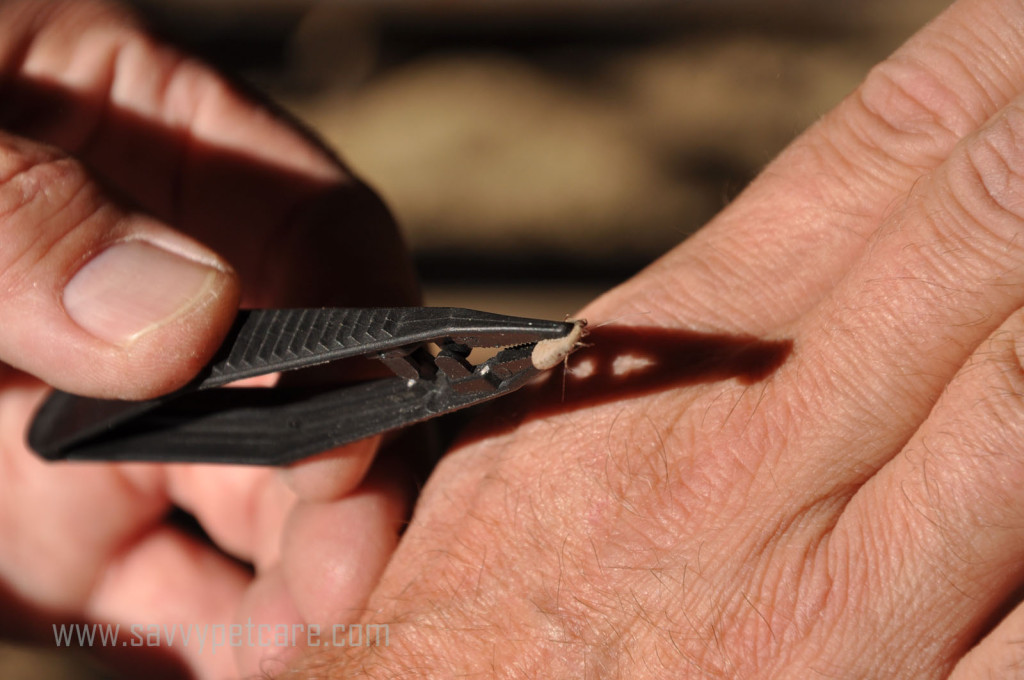 Safely remove a tick by pulling slowly straight out