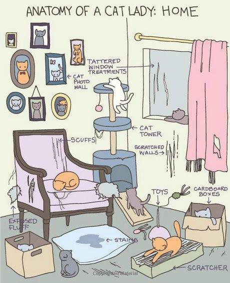 cat lady home