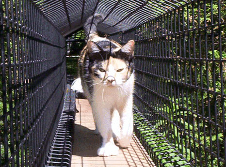 cat outdoor tunnel