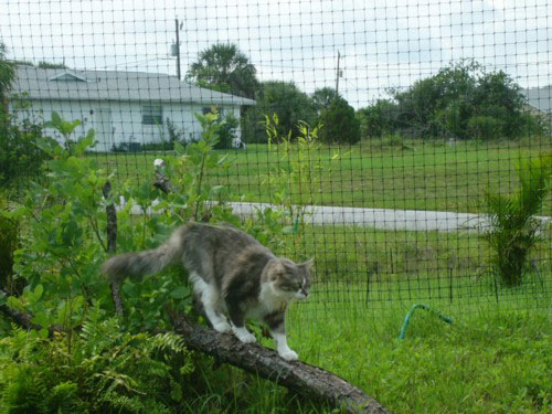 Outdoor Cat Enclosures - Getting Cats Outside Safely ...