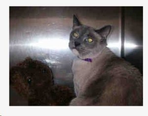 AJ and his teddy bear at Castaic shelter