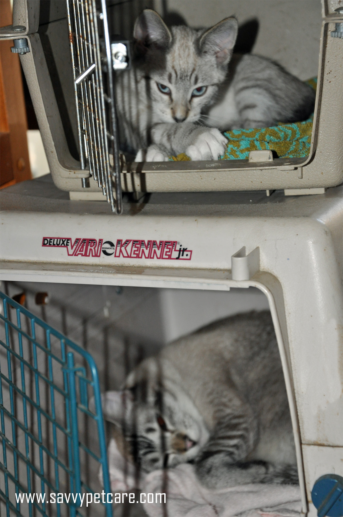 Cats in crates