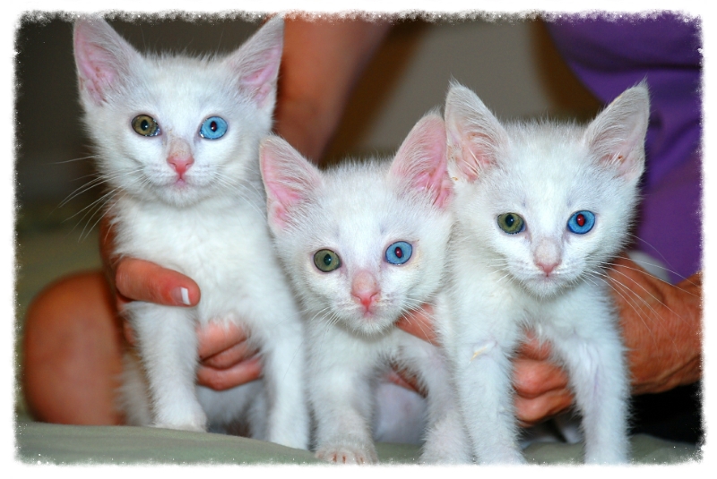 White cat with one store blue and one green eye