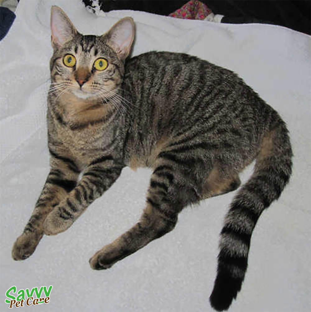 dark gray tabby