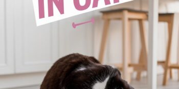 The 2 Most Dangerous Things About Dry Food