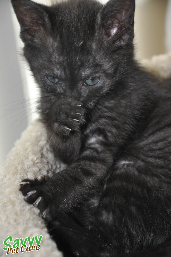 black cat with tabby stripes