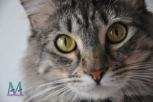 Tabby close-up