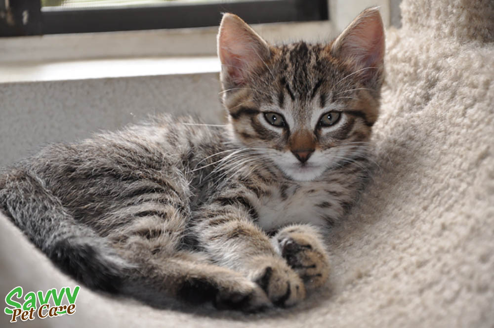 dark grey tabby cat