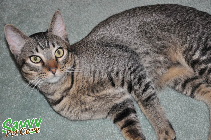 gray striped tabby