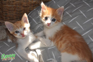 spotted tabby oranged and white