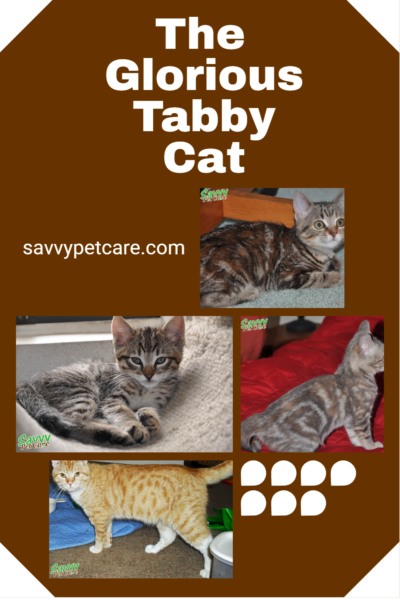 photos of tabby cats with different coat patterns with text overlay "The Glorious Tabby Cat"