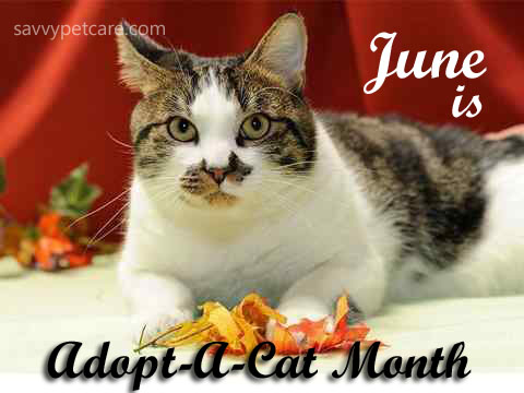 June is Adopt a Cat Month