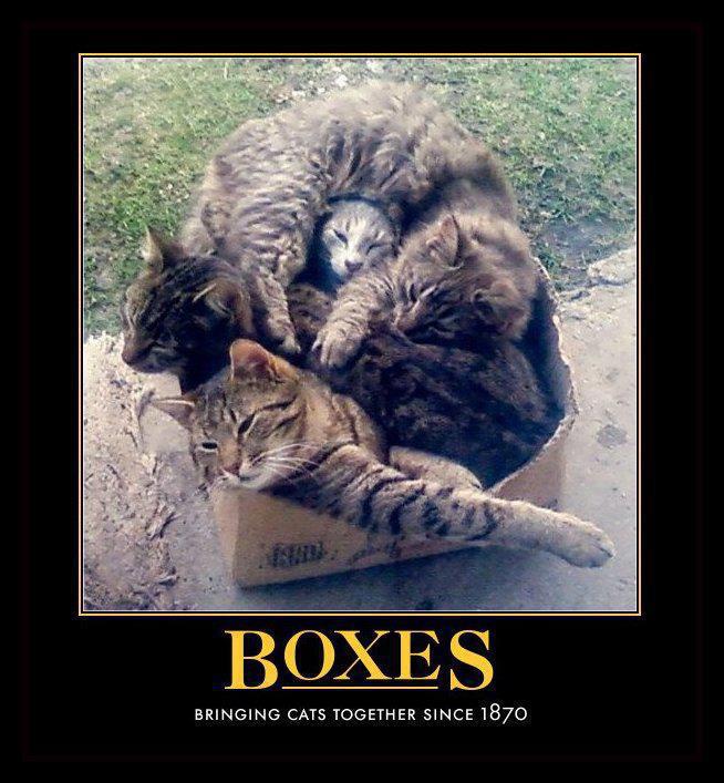 Cats and boxes
