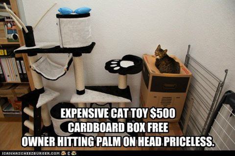 Cats and boxes