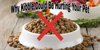 A dish of dry pet food with a bold red X over it and a bowl of healthy food in the background.