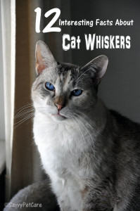 Cat Whiskers 12 Interesting Facts 