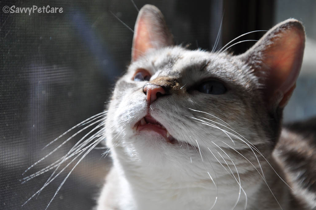 Cat whiskers are extremely sensitive touch receptors that provide sensory feedback about the environment to your cat's brain.