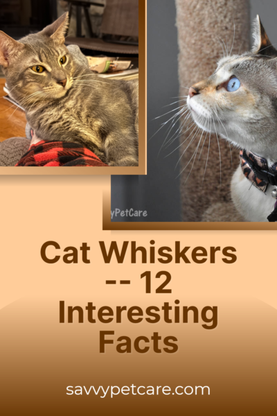 Images of two cats showing how their whiskers can indicate the cat's mood.