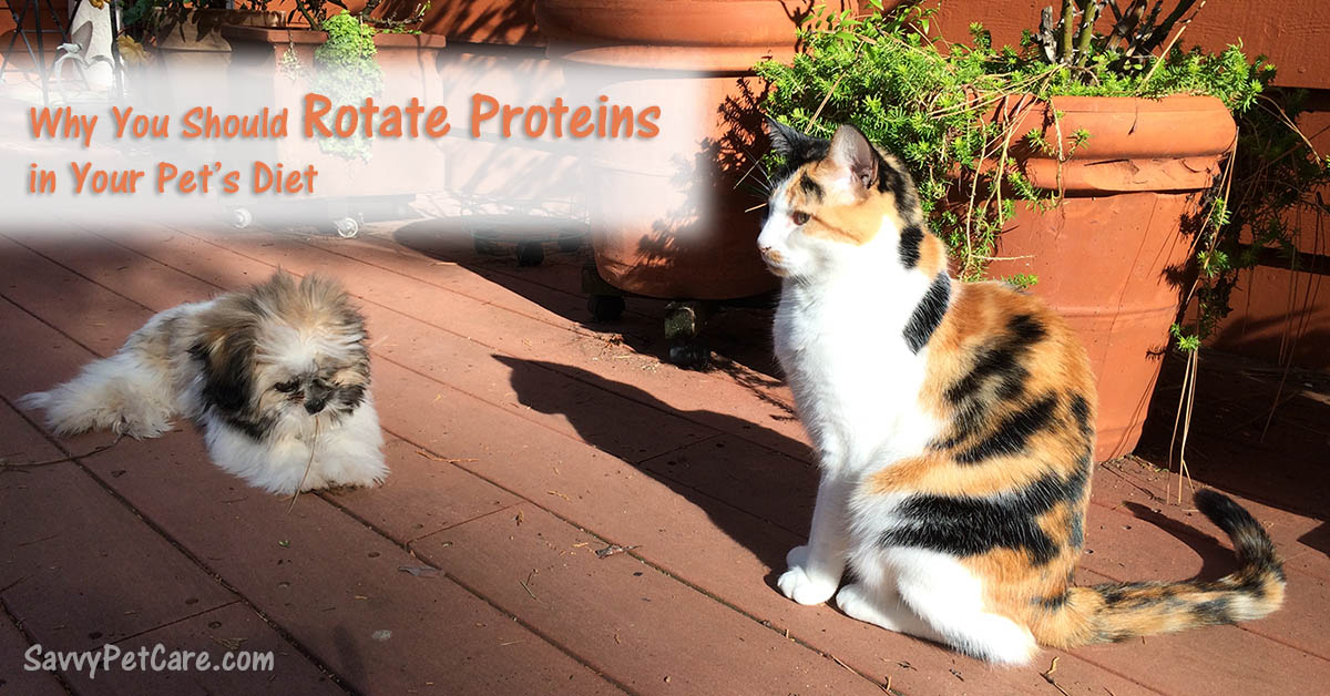 Does Your Pet Have a Protein Intolerance?