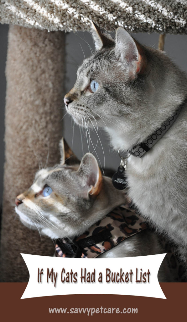 Ocean and Christy watching the bird feeder - environmental enrichment