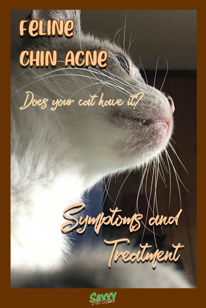 close up of cat's chin showing chin acne with text overlay: Feline Chin Acne, does your cat have it? Symptoms and Treatment