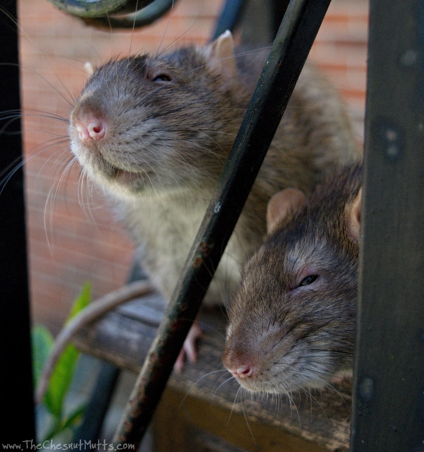 Delmar and Everett -- rat brothers